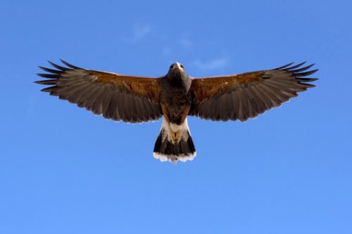 Falconry Solutions UK